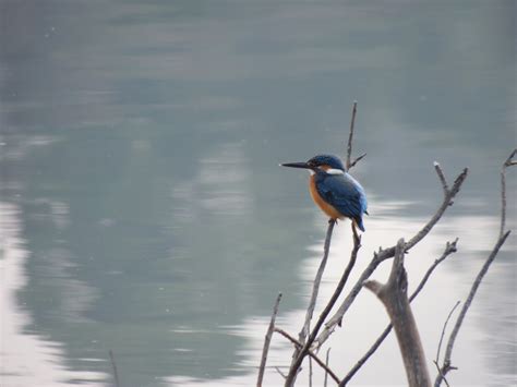 Dera's bio-diversity: River Kingfisher (A. taprobana)