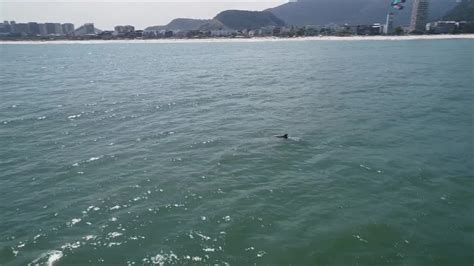 Golfinhos S O Vistos Na Orla Da Barra Da Tijuca Na Zona Oeste Do Rio