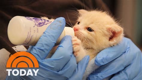 Animal Shelter In New York City Hopes To Inspire No Kill Movement