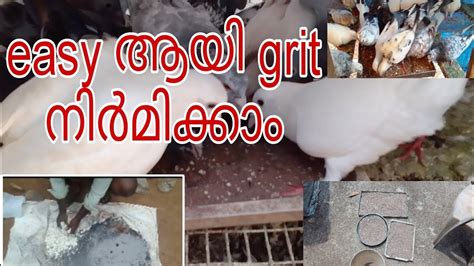 Easy Grit Calicut Pigeon Parava Bird Pigeonlover