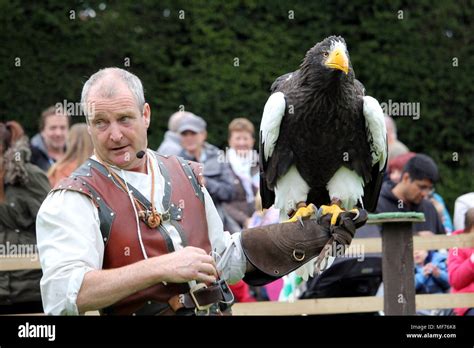 Falconry Harpy Eagle