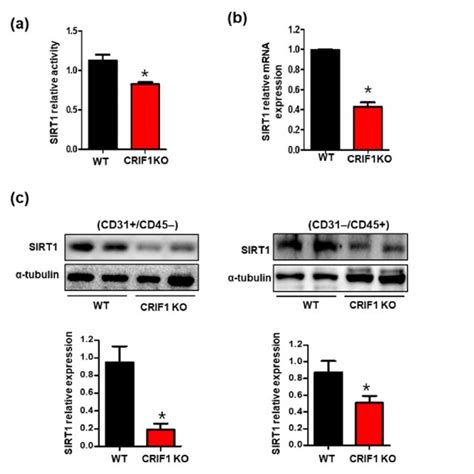 Decreased Sirtuin 1 Sirt1 Expression And Activation In Crif1 Eko Download Scientific Diagram