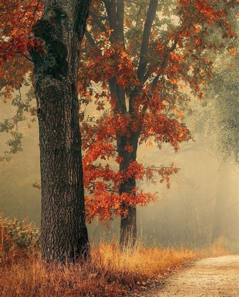 Autumn Landscape Art A Dirt Road Surrounded By Trees With Red Leaves