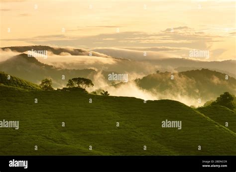 Sunrise View Of Tea Plantation Landscape At Cameron Highlands Malaysia