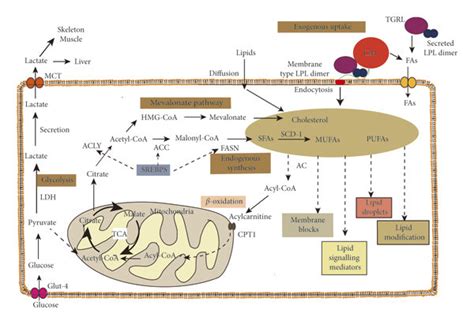 Lipid Metabolism Of Cancer Reprogrammed Cancer Cells Not Only Acquire