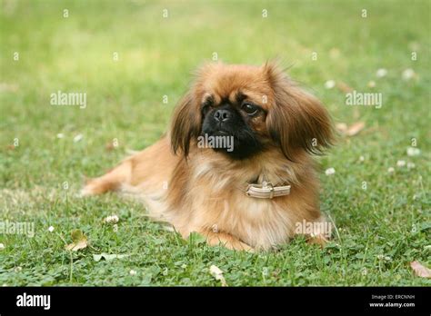 Pekingese On Meadow Stock Photo Alamy