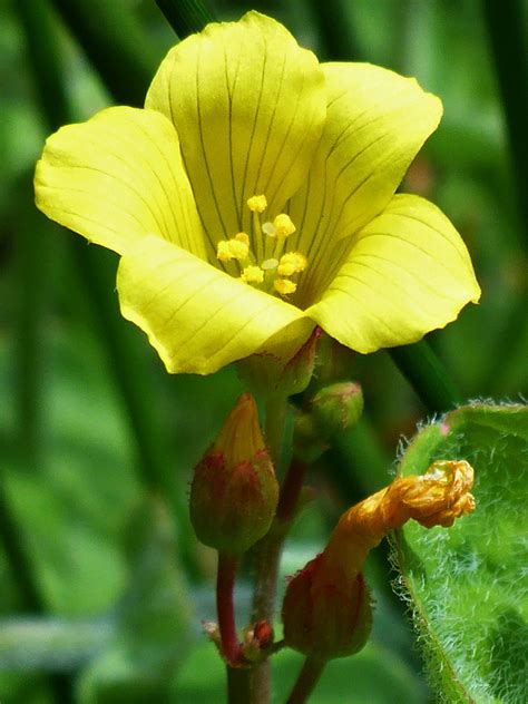 Photographs Of Hypericum Elodes Uk Wildflowers Pale Yellow Flower