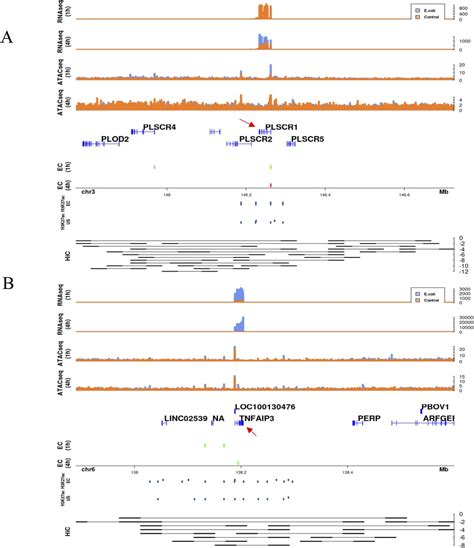 Profiling Chromatin Accessibility Responses In Human Neutrophils With