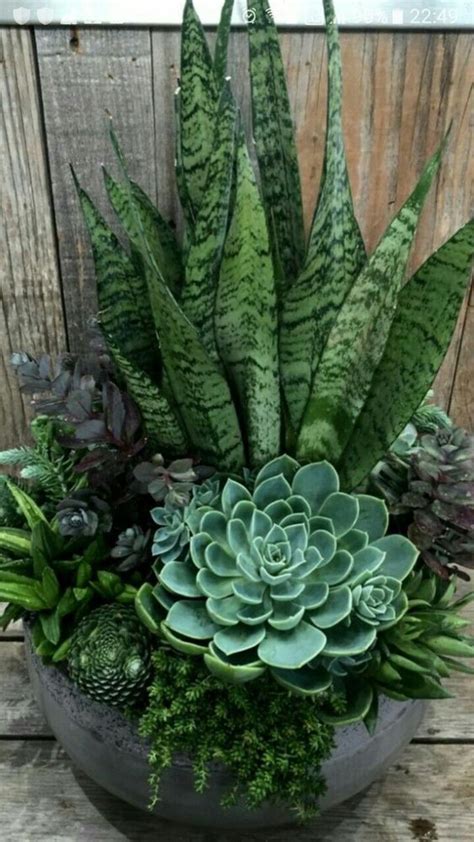 Succulent Gardening Photo Potted Plants Patio Garden Ideas Large