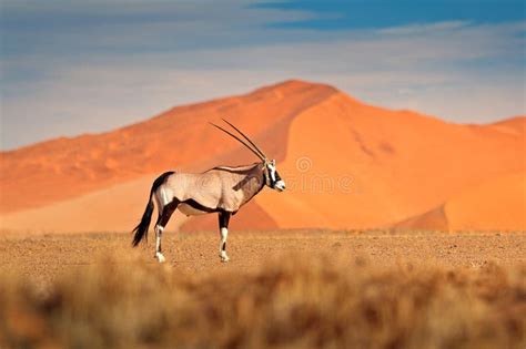 Oryx Gazella Beautiful Iconic Gemsbok Antelope From Namib Desert