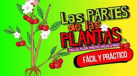 Las partes de las PLANTAS flor fruto tallo hojas y raíz fácil y