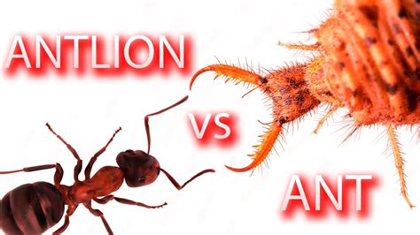 Antlion The Cold Blooded Killer Ant Vs Antlion YouTube