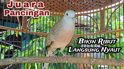 Perkutut Lokal Gacor Juara Pancingan Bikin Ribut Langsung Nyaut Youtube