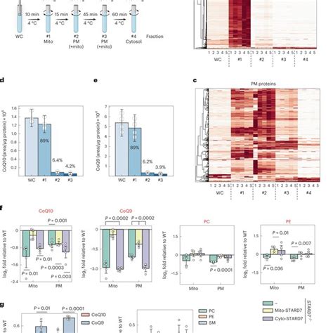 Cyto STARD7 Is Required For CoQ Export From The Mitochondria A Scheme