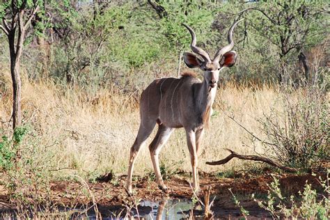 Download free photo of Kudu,antelope,horned,antler,large kudu - from ...