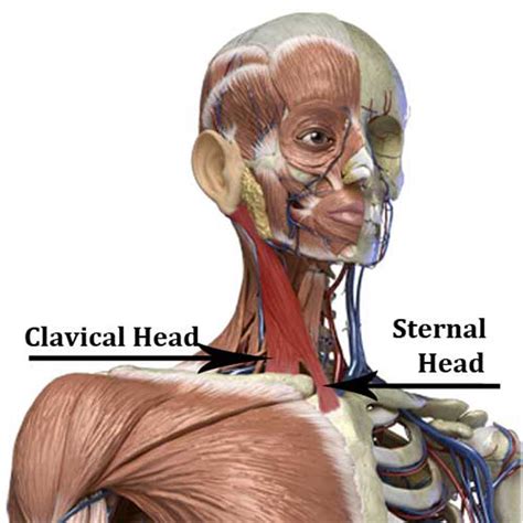 Sternocleidomastoid Anatomy Origin Insertion Action Innervation