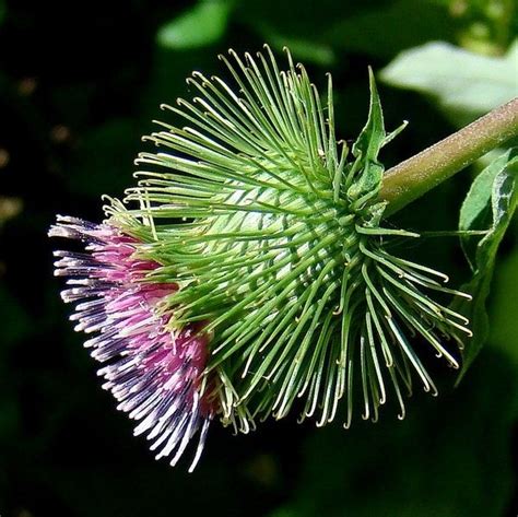 Arctium Lappa Takinogawa Long Burdock Gobo Seeds Herb Etsy