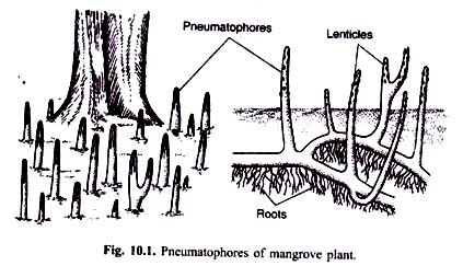 Explain various root modifications using diagrams and examples ...