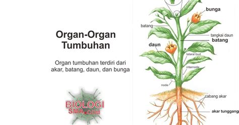 Organ Tumbuhan Akar Batang Daun Dunia Biologi