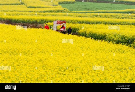 Yellow Rapeseed Flower Field In Luoping China Stock Photo Alamy