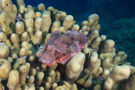 The Scorpionfish – a master of camouflage, but not always