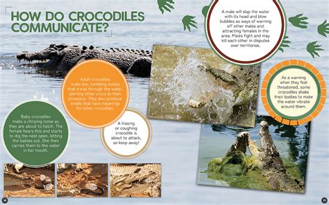 Crocodile By John Lesley Redback Publishing Australia