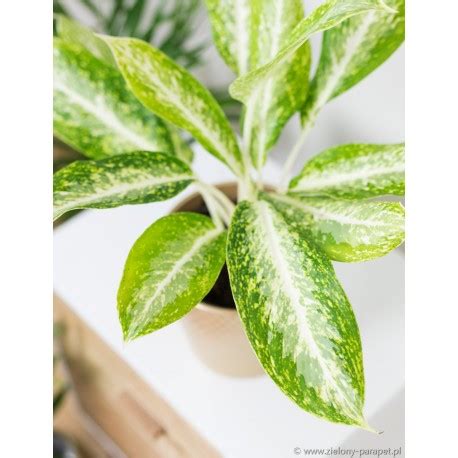 aglaonema milky  aglonema zielony parapet