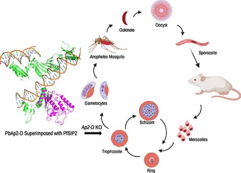 An Apiap2 Transcription Factor With A Dispensable Role In Plasmodium Berghei Life Cycle Acs