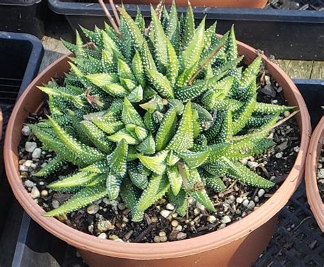 Haworthiopsis Attenuata Enon 8 Inch Pot Etsy