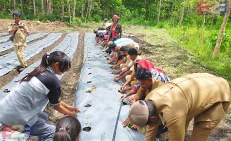 Polbangtan Malang Launching Penanaman Demplot Di Food Estate Sumba Tengah