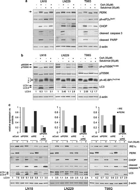 Er Stress Response Is Prior To Autophagy A Immunoblots Show The