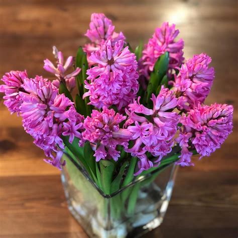 Hyacinth meaning and history. Learn more about this beautiful flower