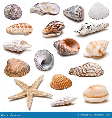 Seashells Collection Stock Photo Image Of Crustaceans