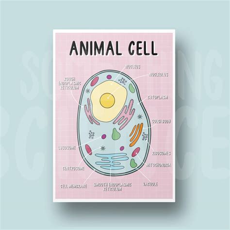 Animal Cell Diagram Poster A4 Labelled Cell Biology Etsy