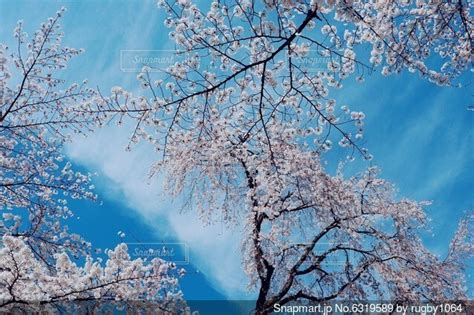 青空に映える満開の桜の写真・画像素材 6319589 Snapmart（スナップマート）