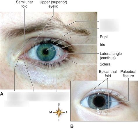 External Eye Structure Diagram Quizlet