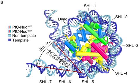 Figure From Structural Basis Of Transcription Reduction By A Promoter