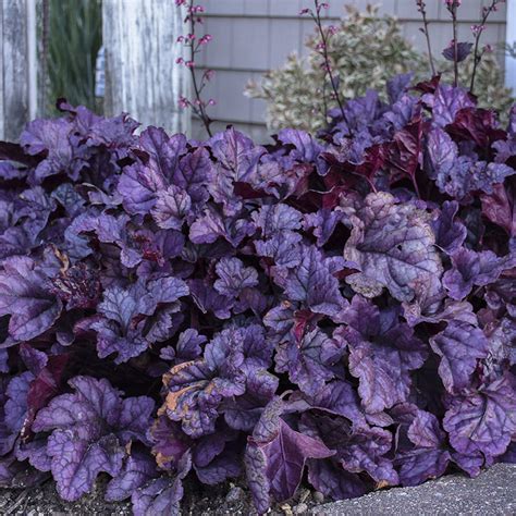 DOLCE® 'Wildberry' Heuchera - Garden Crossings