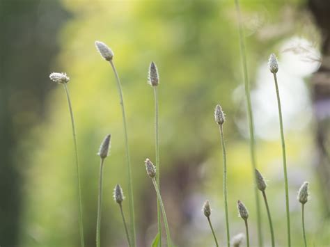 Free Images Water Nature Dew Bokeh Meadow Sunlight Leaf Flower Summer Green Botany