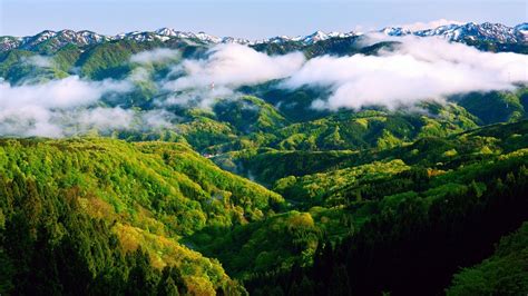 mountain, Hill, Trees, Forest, Mist, Photography, Landscape, Nature ...