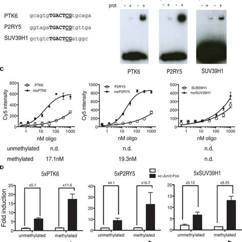 Identification of AP-1 binding motifs in the human genome ... 