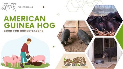 American Guinea Hog Farmerdb