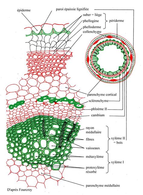 Anatomie Ressources Tissus