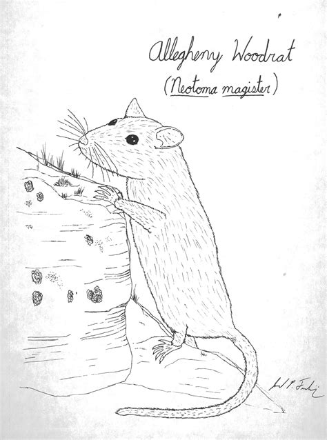 How To Draw A Woodrat