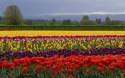 HD Wallpaper Colorful Flowers Field Colors Wallpaper Flare