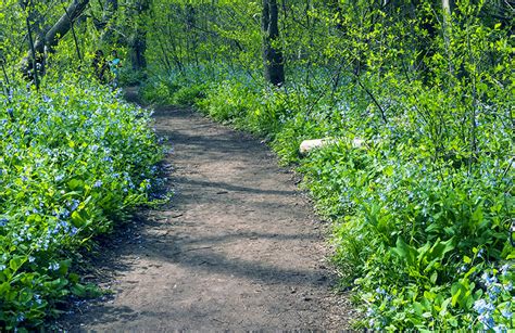 Bluebells At Riverbend Park Great Falls Virginia Stephen Hung Photography