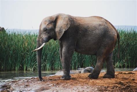 Elefante Mata Idosa Na Ndia E Pisoteia Seu Corpo Durante Funeral