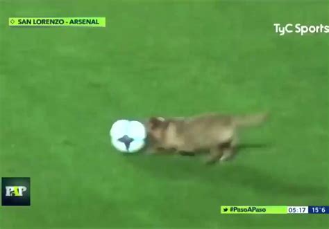 サッカーの試合中に乱入した犬に？インタビューを試みるマスコミ 話題の画像プラス