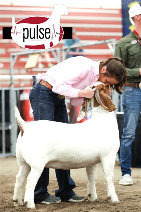 Goats & Does | National Boer Goat Show | The Pulse