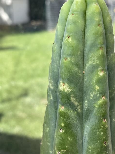 TMV ON LANDFILL? : r/Trichocereus